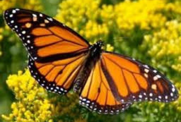 Butterfly Watching Tour